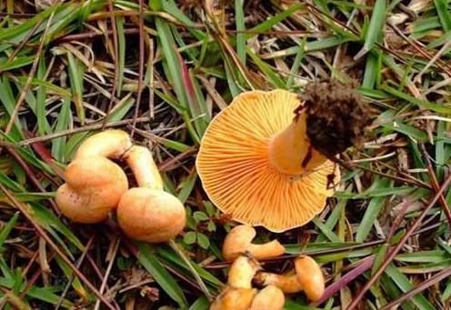 GE第一季美食“枞菌” GE第一季美食“枞菌”